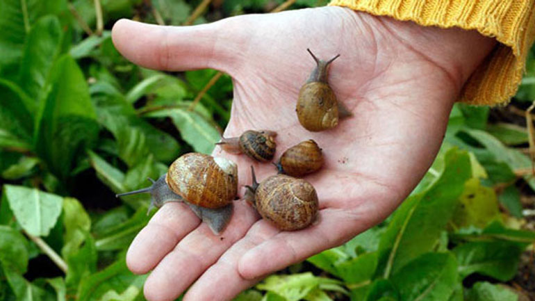 Ηράκλειο: Ποινή φυλάκισης 2 ετών και 5.000 ευρώ επειδή μάζευε και πουλούσε σαλιγκάρια Ηράκλειο: Ποινή φυλάκισης 2 ετών και 5.000 ευρώ επειδή μάζευε και πουλούσε σαλιγκάρια