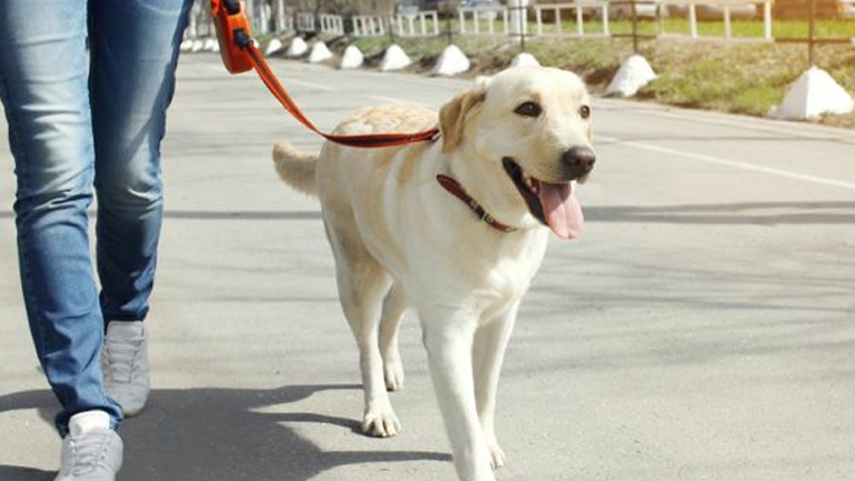 Πώς τα κατοικίδια βοηθούν στη μείωση του στρες;