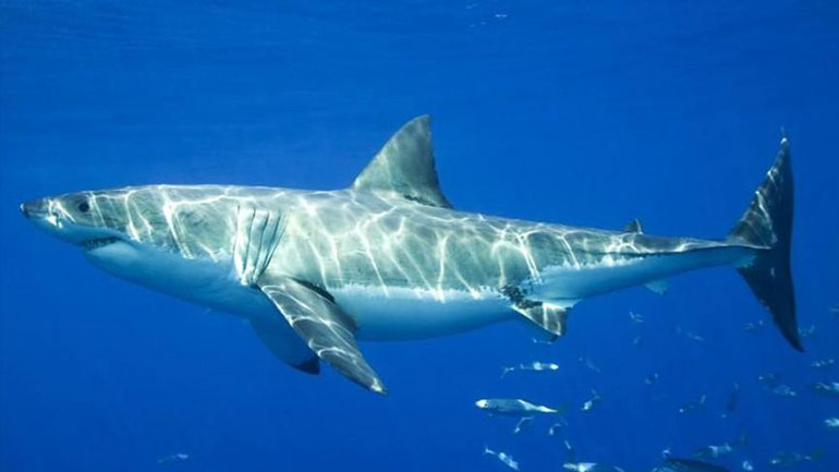 Ουσία από καρχαρία αφήνει υποσχέσεις στη μάχη κατά του Πάρκινσον