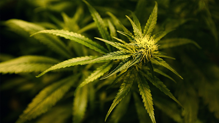 Κυκλοφορούσαν με… κάνναβη