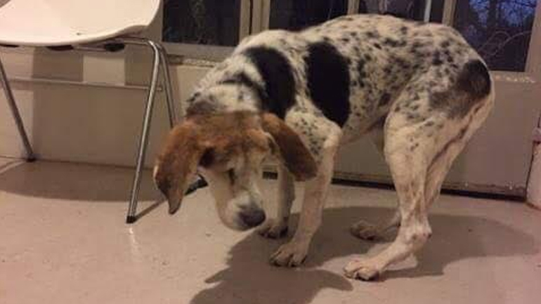 Χάθηκε σκύλος στην Πεντέλη – Δεν ακούει και δεν βλέπει