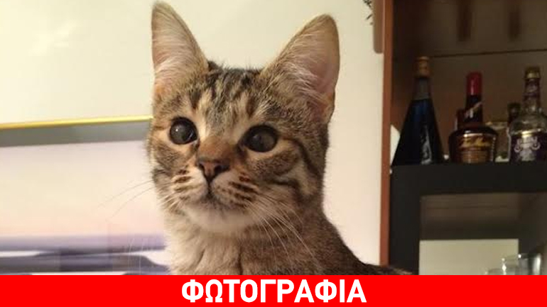 Χάθηκε η Κούκι στο Πολύδροσο