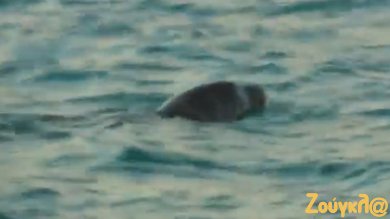 Ένας απρόσμενος… επισκέπτης στη θάλασσα της Ρόδου