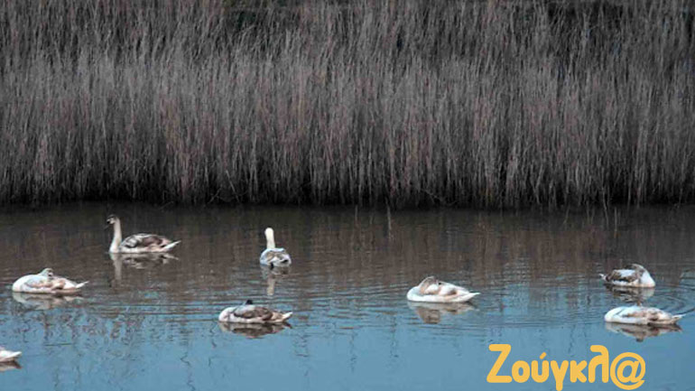 Πανέμορφοι κύκνοι στον υδροβιότοπο Ναυπλίου Νέας Κίου
