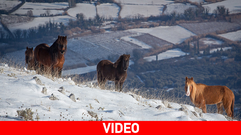 Moναδικές εικόνες: Άγρια άλογα περιπλανώνται στη χιονισμένη Πρέβεζα