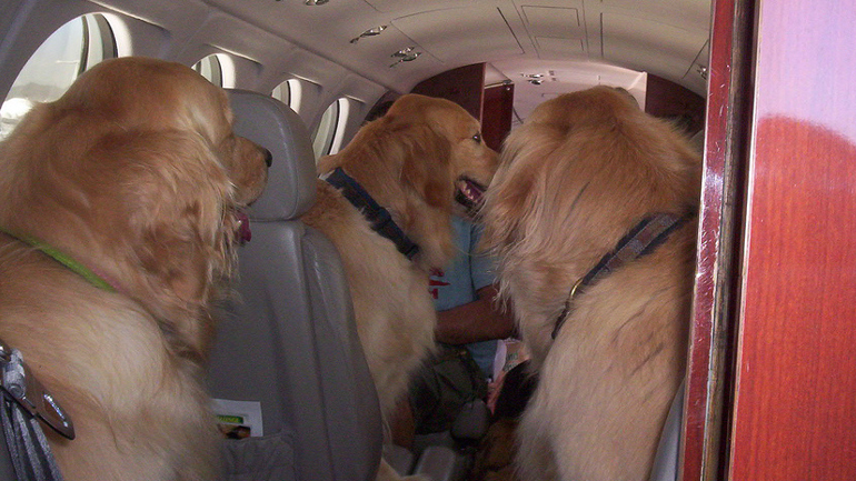 Ταξίδι με το κατοικίδιο στο εξωτερικό