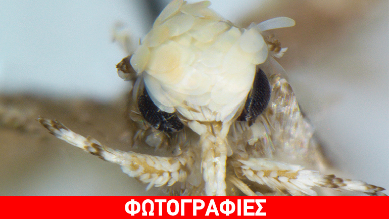 Ένα μικροσκοπικό έντομο ονομάστηκε Ντόναλντ Τραμπ λόγω μαλλιών!