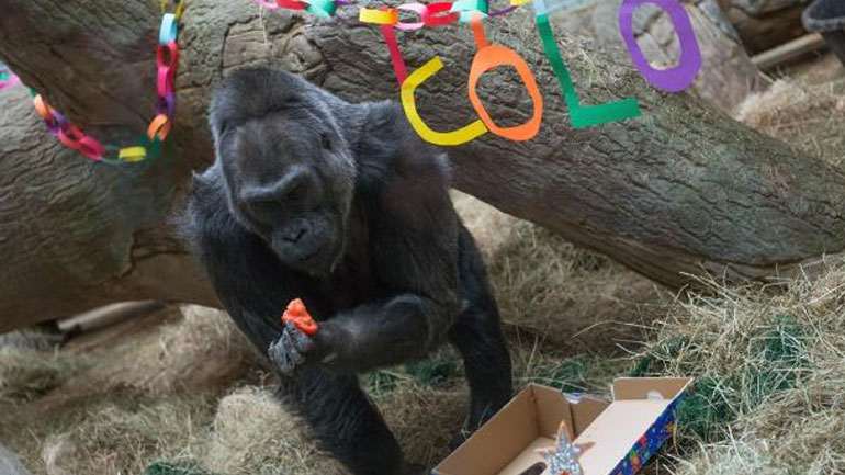 Πέθανε ο γηραιότερος γορίλας του κόσμου