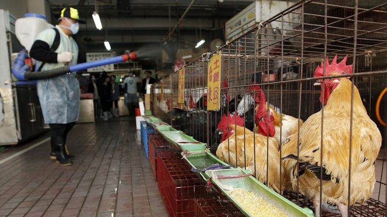 ΟΙΕ: Κρούσμα της γρίπης των πτηνών σε κότα στη νότια Ελλάδα