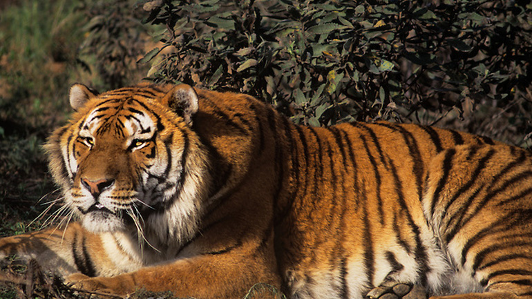 Η κεντρική Ασία είναι έτοιμη να υποδεχθεί εκ νέου τίγρεις