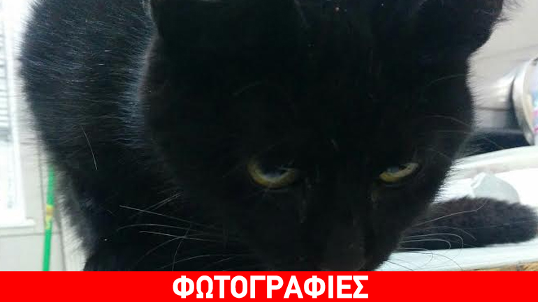 Zητείται άμεση φιλοξενία για γατούλα που αναρρώνει