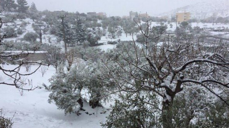 Θεσσαλονίκη: Eγκλωβισμένα 700 αιγοπρόβατα στον Χορτιάτη λόγω κακοκαιρίας