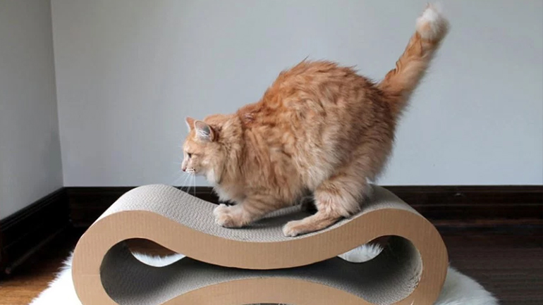 Και οι γάτες θέλουν την εκπαίδευσή τους!