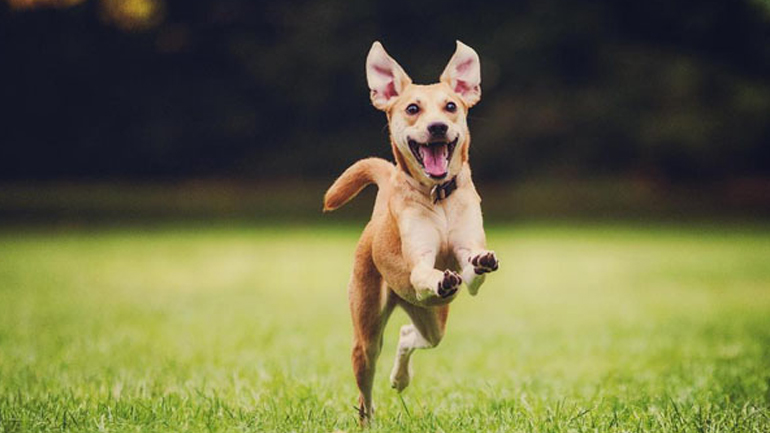 Τρεις απλοί τρόποι για να κάνετε ευτυχισμένο το κατοικίδιό σας