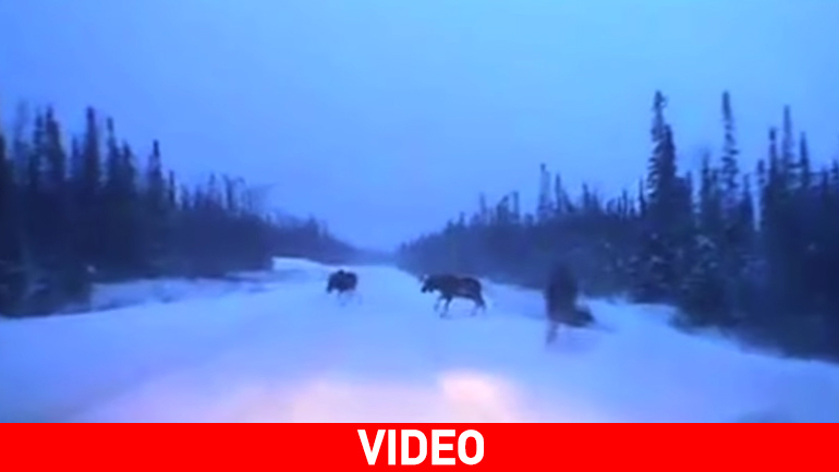 Το πιο επιτυχημένο τεστ ταράνδου στην ιστορία