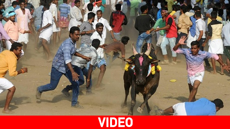 Ινδία: Ταύροι σκότωσαν δύο ανθρώπους και τραυμάτισαν άλλους 28 σε φεστιβάλ