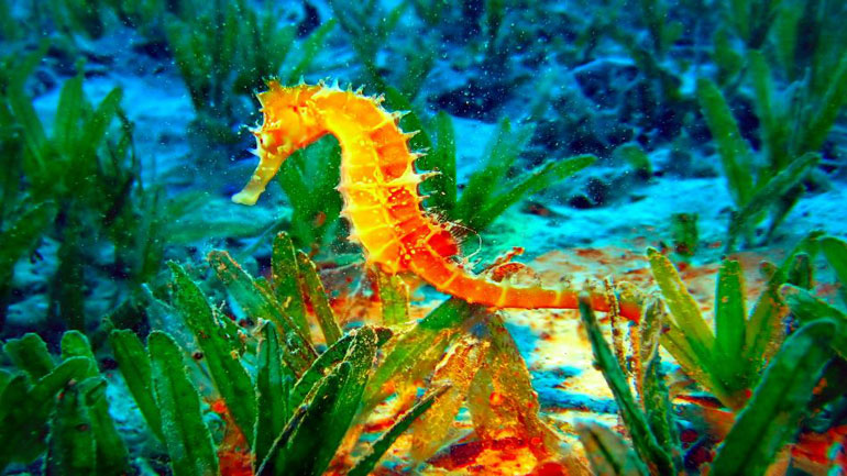 Σε κίνδυνο οι ιππόκαμποι της Μεσογείου