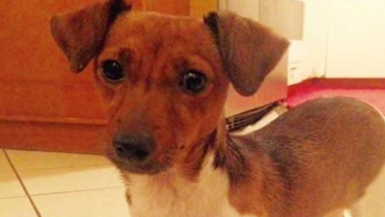 Έκλεψαν σκυλάκι από το Παλαιό Φάληρο