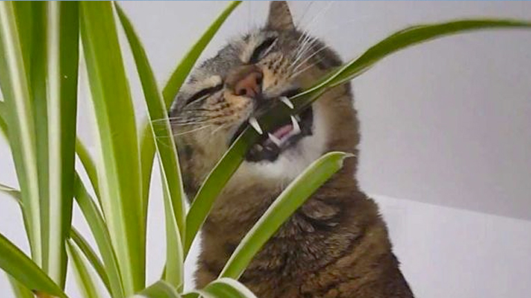 Επικίνδυνες τροφές για το κατοικίδιό σας