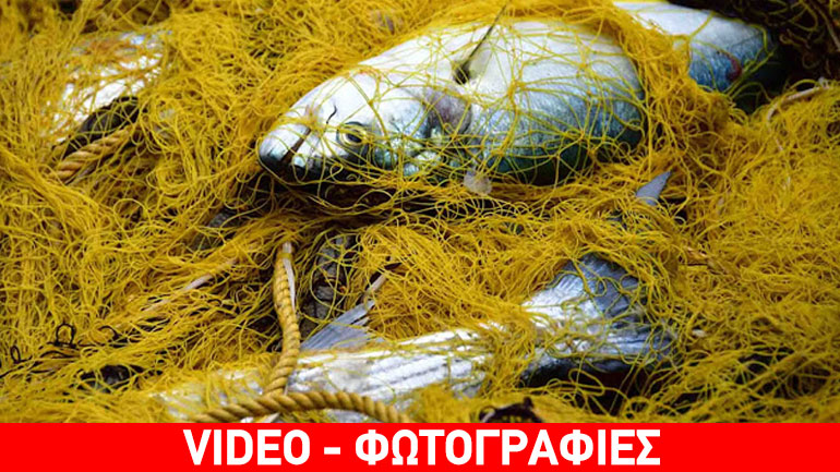 Έπιασαν στα δίχτυα τους έναν τόνο κέφαλους