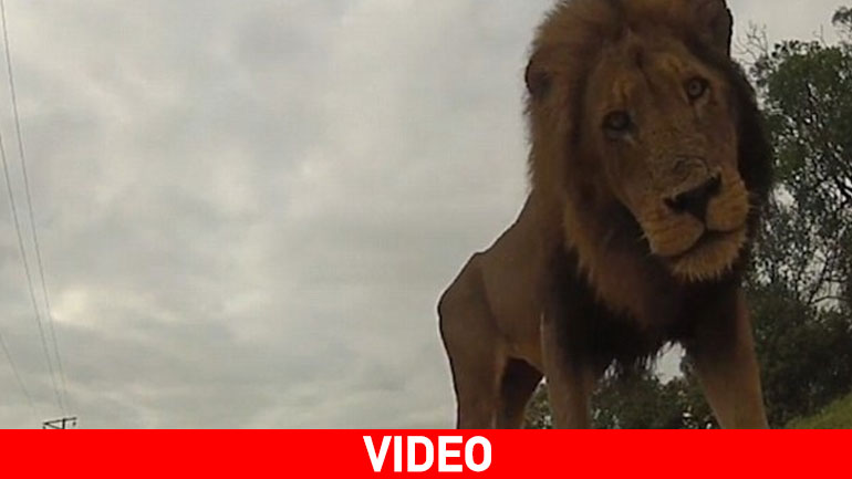 O Βασιλιάς της «Ζούγκλας» έδειξε τα δόντια του