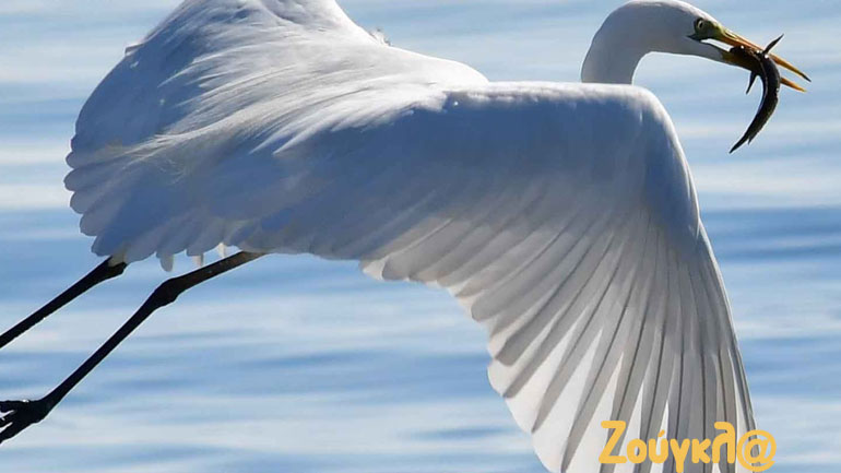 Το πικ νικ της χιονάτης