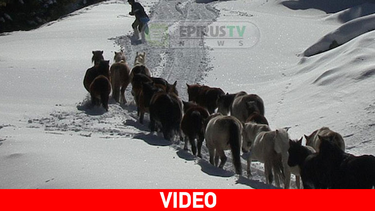Άλογα Πίνδου εγκλωβισμένα στο χιόνι