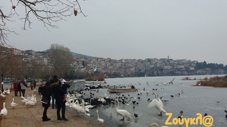 Πόλος έλξης… οι κύκνοι & oι πάπιες της παγωμένης λίμνης