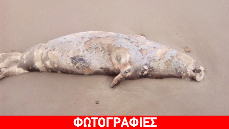 Φώκια εκβράστηκε νεκρή στα Χανιά