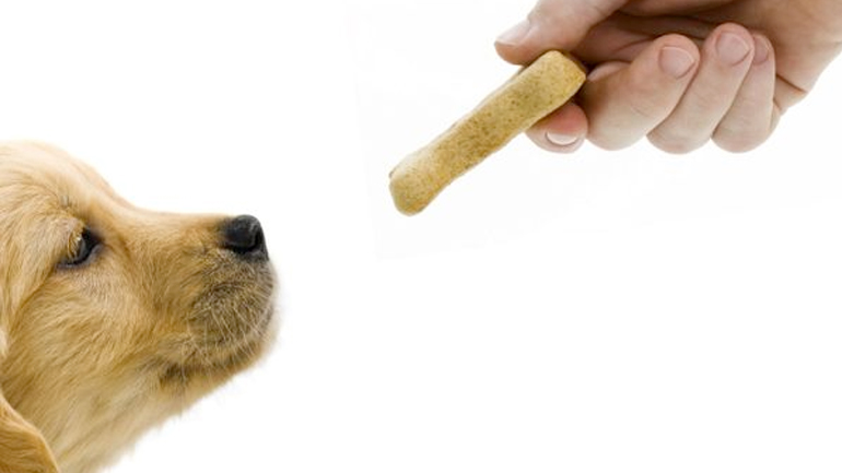 Μεγαλώνοντας έναν υγιή σκύλο