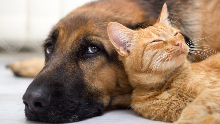 Στις 4 Φεβρουαρίου το bazaar του Συλλόγου Φίλων των Ζώων Χαλανδρίου