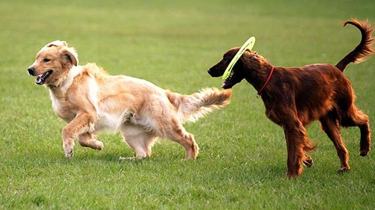 Δύο πάρκα σκύλων στον δήμο Νίκαιας