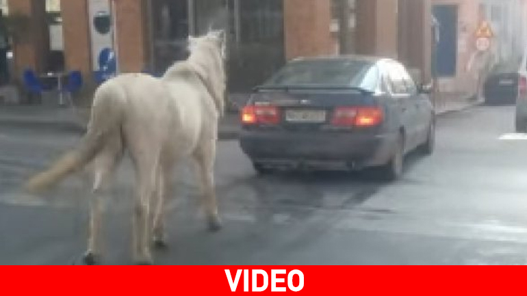 Θεσσαλονίκη: Έδεσε άλογο πίσω από το αυτοκίνητο και το… έβγαλε βόλτα
