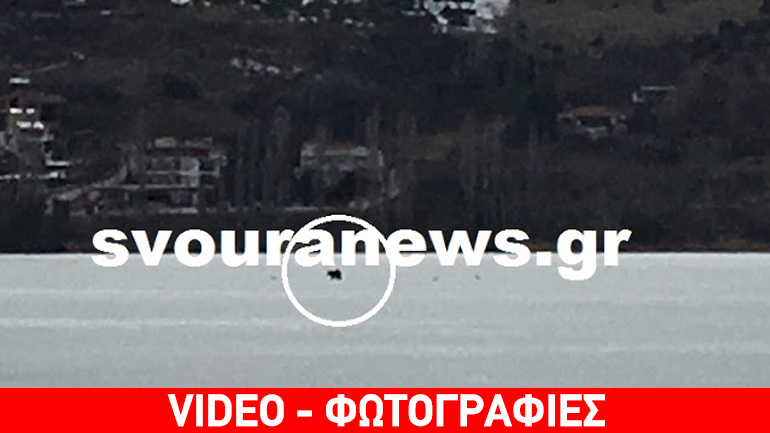 Καστοριά: Αρκουδάκι έκοβε βόλτες στην παγωμένη λίμνη