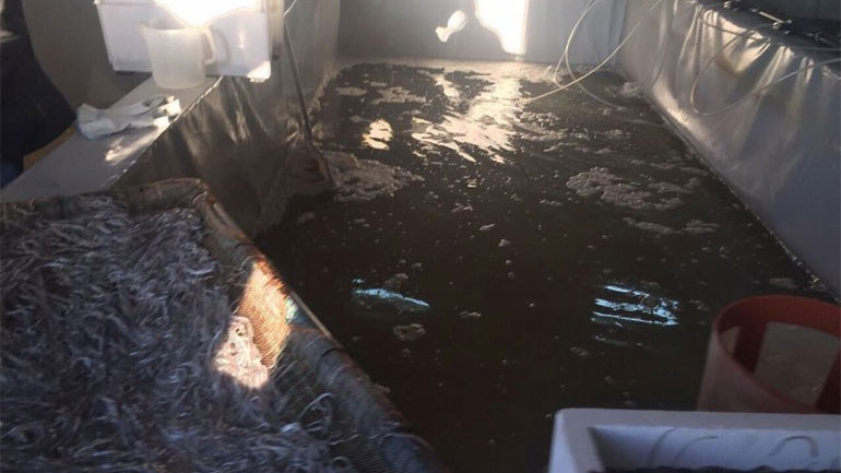 Ποινική δίωξη για την υπόθεση παράνομης εμπορίας χελιού Ποινική δίωξη για την υπόθεση παράνομης εμπορίας χελιού