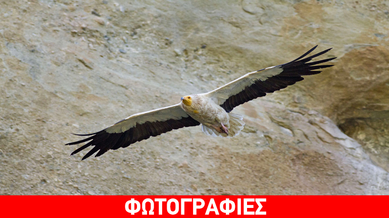 WWF: Ασπίδα προστασίας για τον πιο απειλούμενο γύπα της Ελλάδας