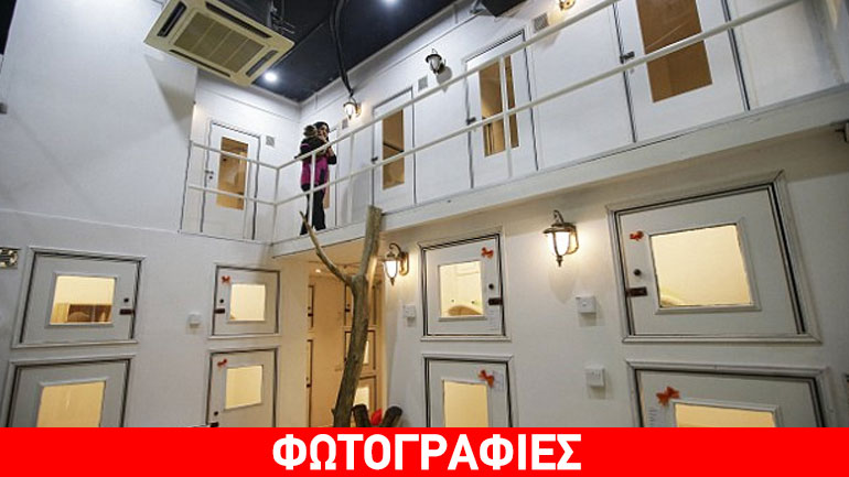 Πεντάστερο ξενοδοχείο για… γάτες