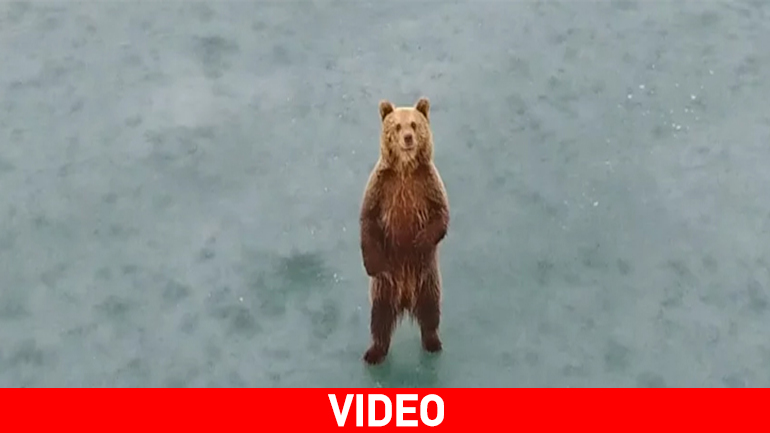 Drone “συνέλαβε” το αρκουδάκι στην παγωμένη λίμνη της Καστοριάς!