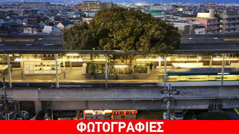 Ιαπωνία: Δέντρο 700 ετών μέσα σε… σταθμό τρένου!
