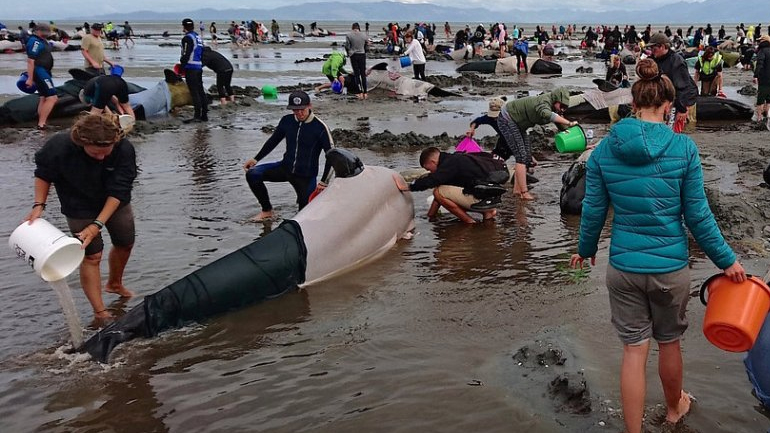 Τουλάχιστον 400 φάλαινες πιλότοι εξόκειλαν σε ακτή της Ν. Ζηλανδίας