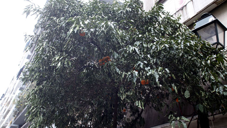 Ημιθανείς οι νεραντζιές στη Θεσσαλονίκη από τον παγετό