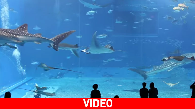 Ενυδρείο με καρχαρίες και φάλαινες…