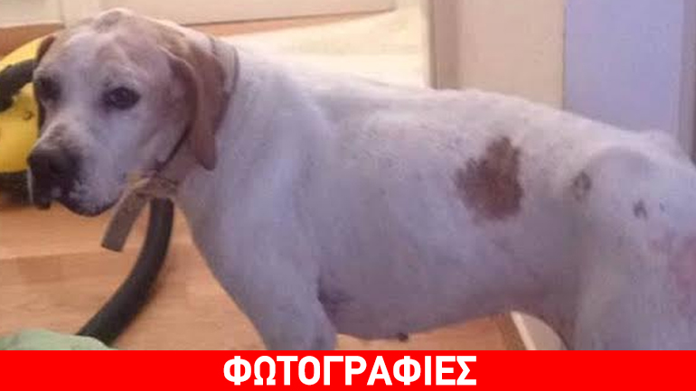 Θηλυκό πόιντερ ψάχνει αγάπη