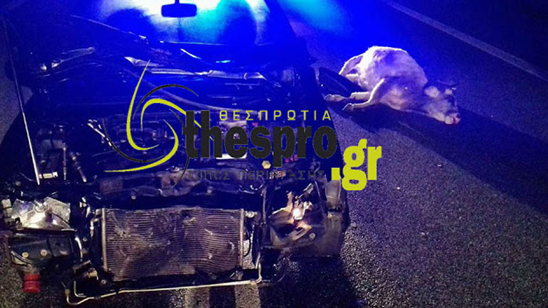 Θεσπρωτία: Αυτοκίνητο τράκαρε και σκότωσε αγελάδα