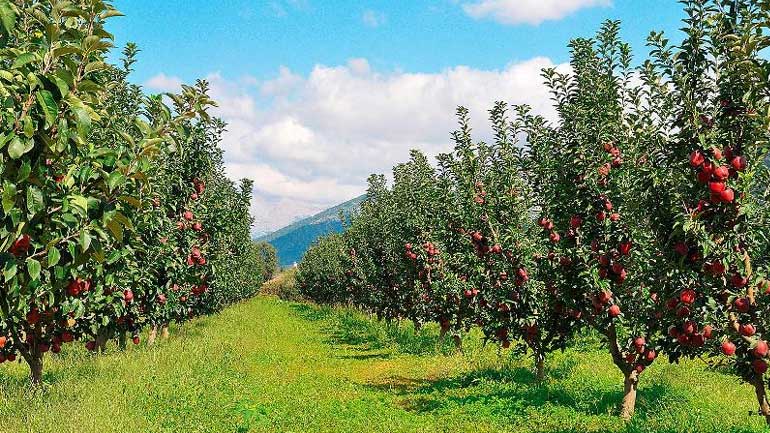 Έβρος: Στροφή των καλλιεργητών στη δενδροκομία
