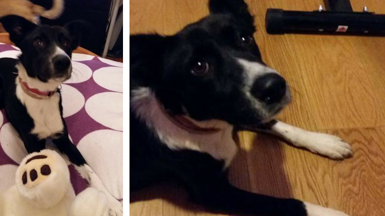 Βοηθήστε να βρεθεί η Μπαλού – Χάθηκε στο Μαρούσι