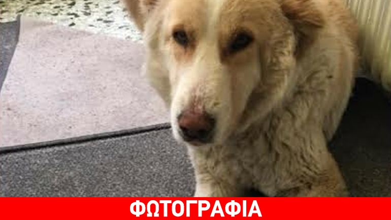 Princess: Μία πριγκίπισσα για σπίτι!