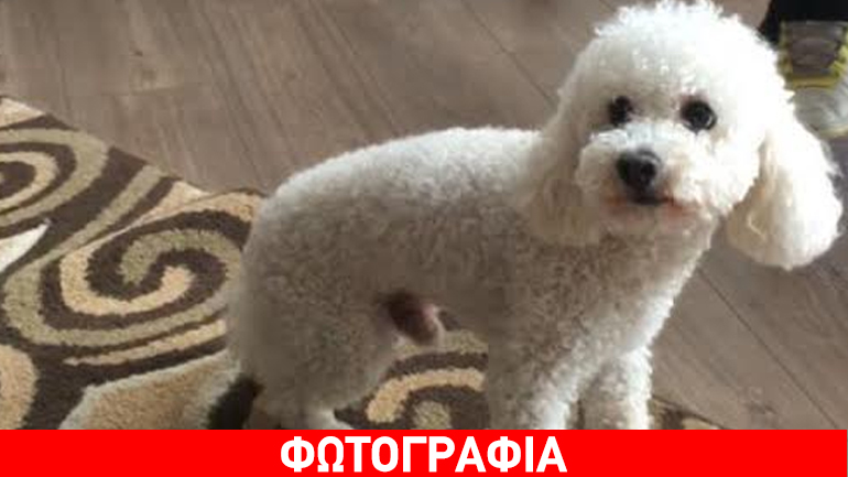 Χάθηκε σκυλάκι στη Βούλα