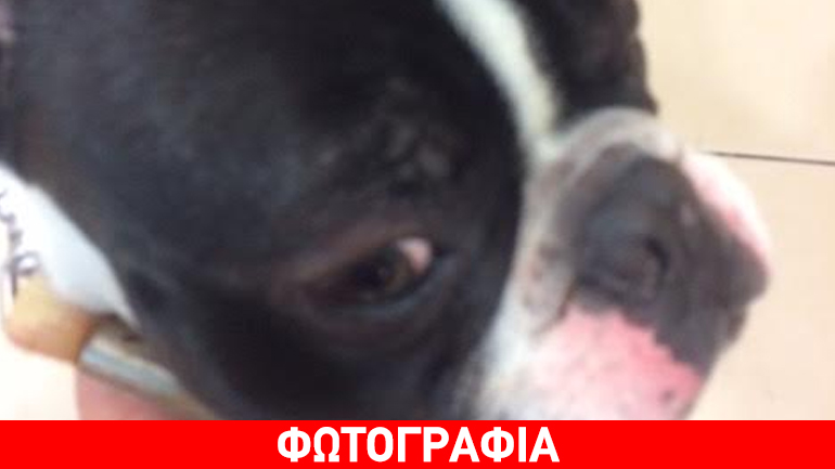 Βρέθηκε αρσενικό γαλλικό μπουλντόγκ στο Χαλάνδρι – Μήπως τον χάσατε;