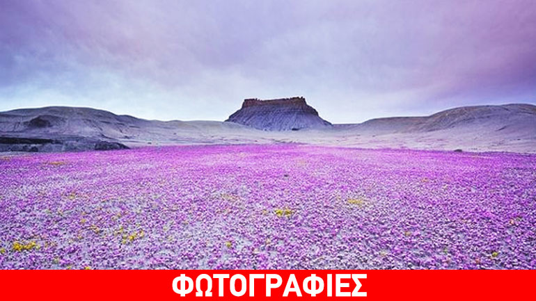 Μια ανθισμένη… έρημος!
